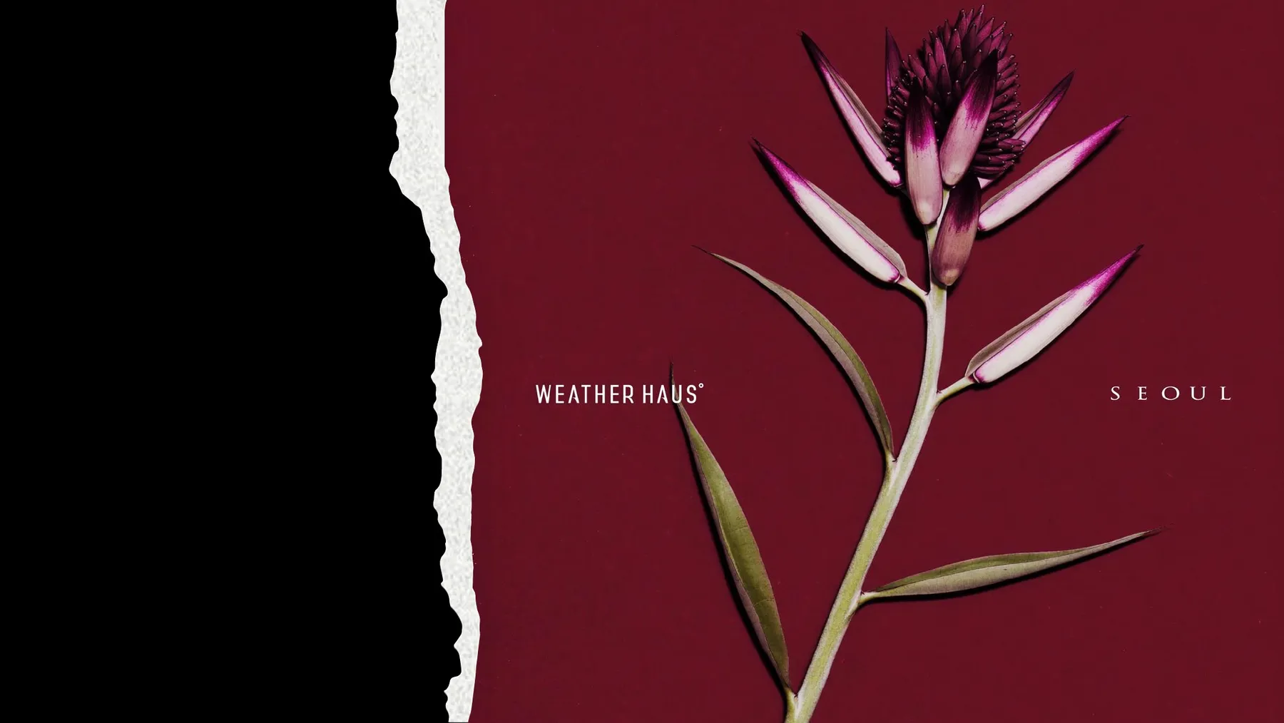 WEATHERHAUS 키 비주얼 — 꽃